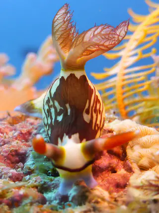 Underwater photograph by Joel Bergsma