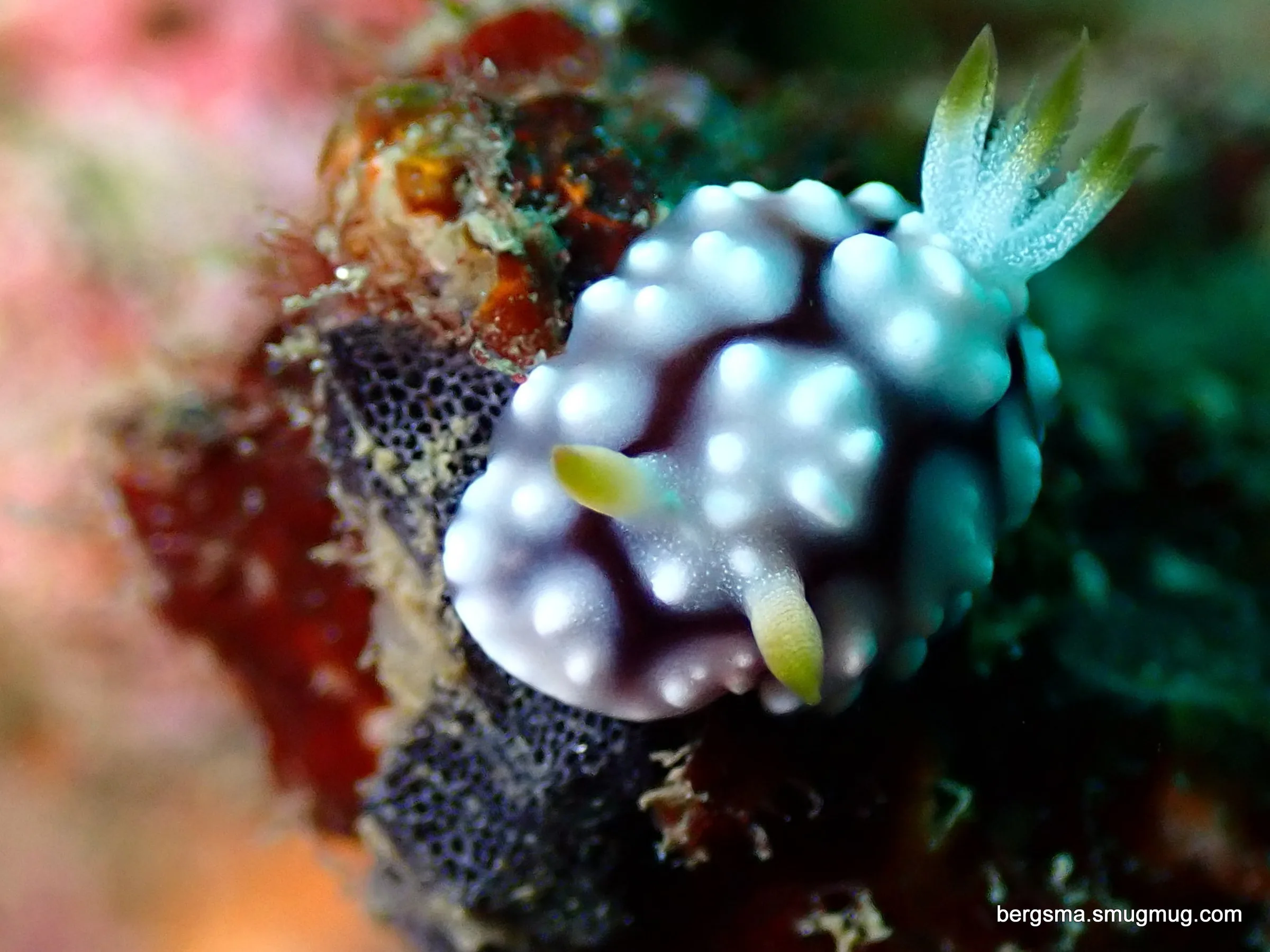 Philippines underwater photograph, 2022