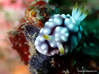 Underwater photograph by Joel Bergsma