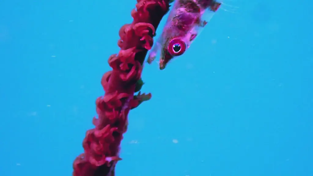 Underwater photograph by Joel Bergsma