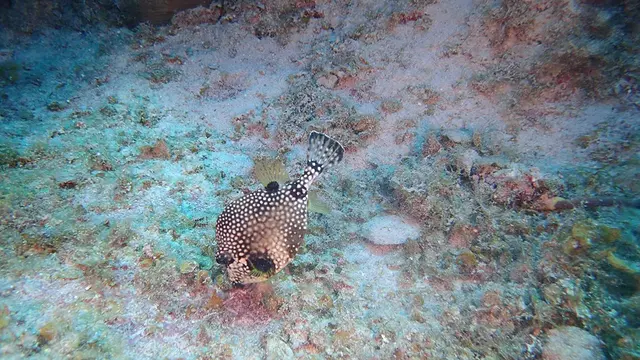 Underwater photograph by Joel Bergsma
