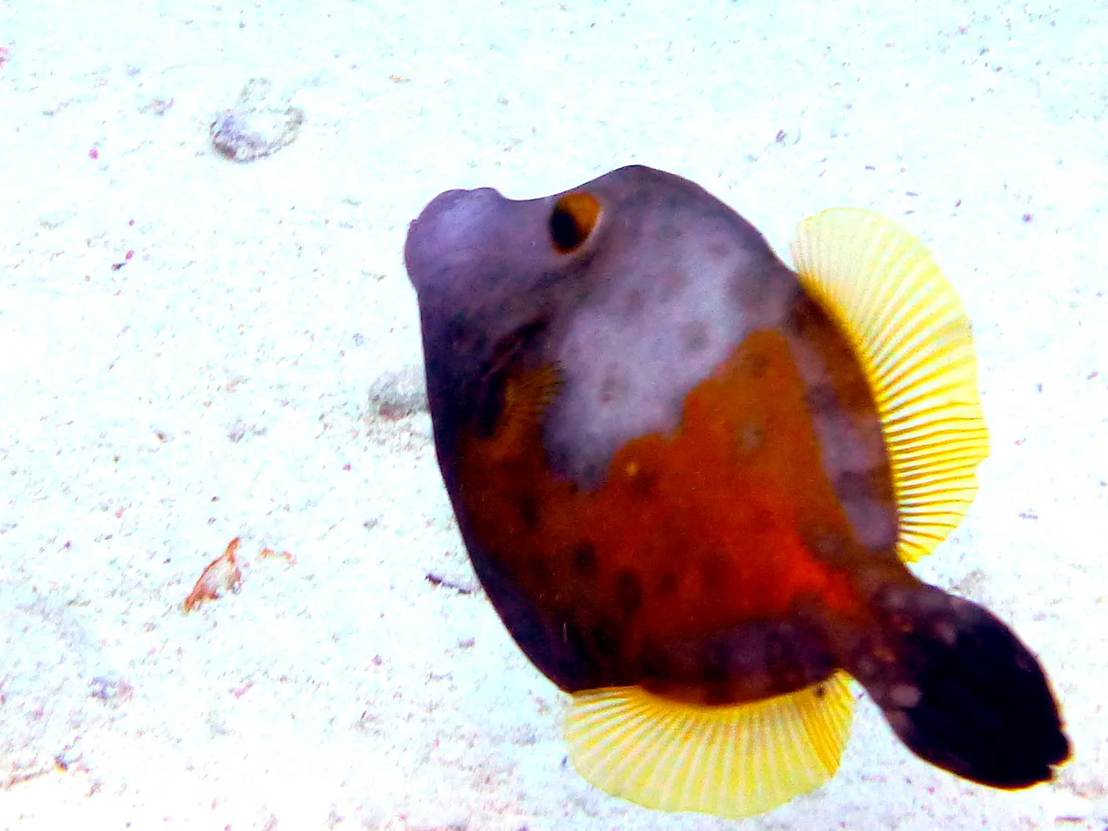 Filefish, Bonaire, 2013