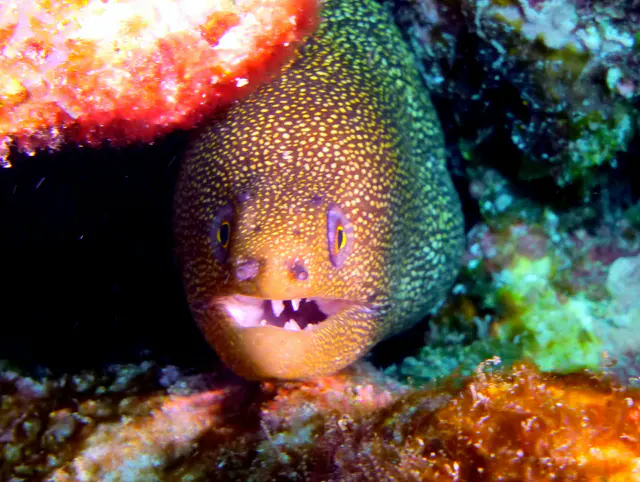 Underwater photograph by Joel Bergsma
