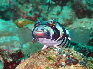 Underwater photograph by Joel Bergsma