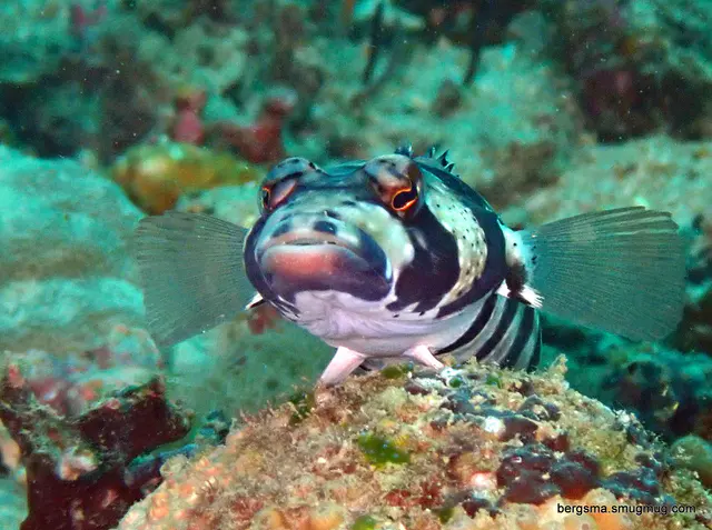 Underwater photograph by Joel Bergsma