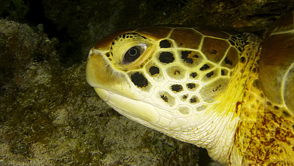Underwater photograph by Joel Bergsma