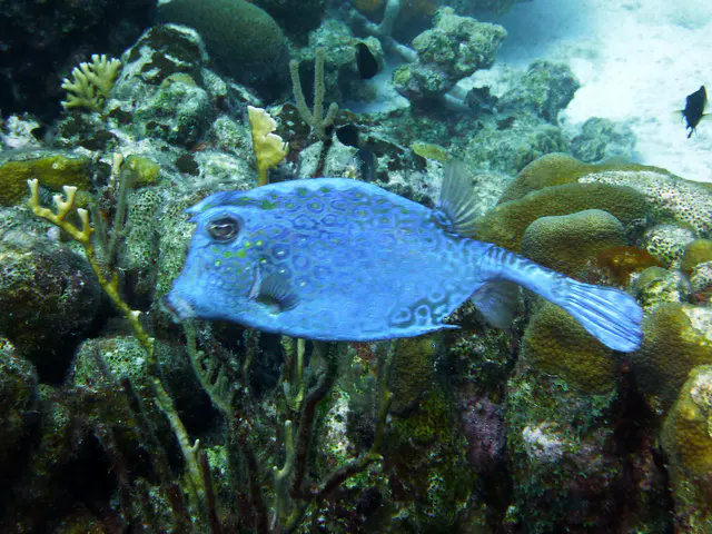 Underwater photograph by Joel Bergsma