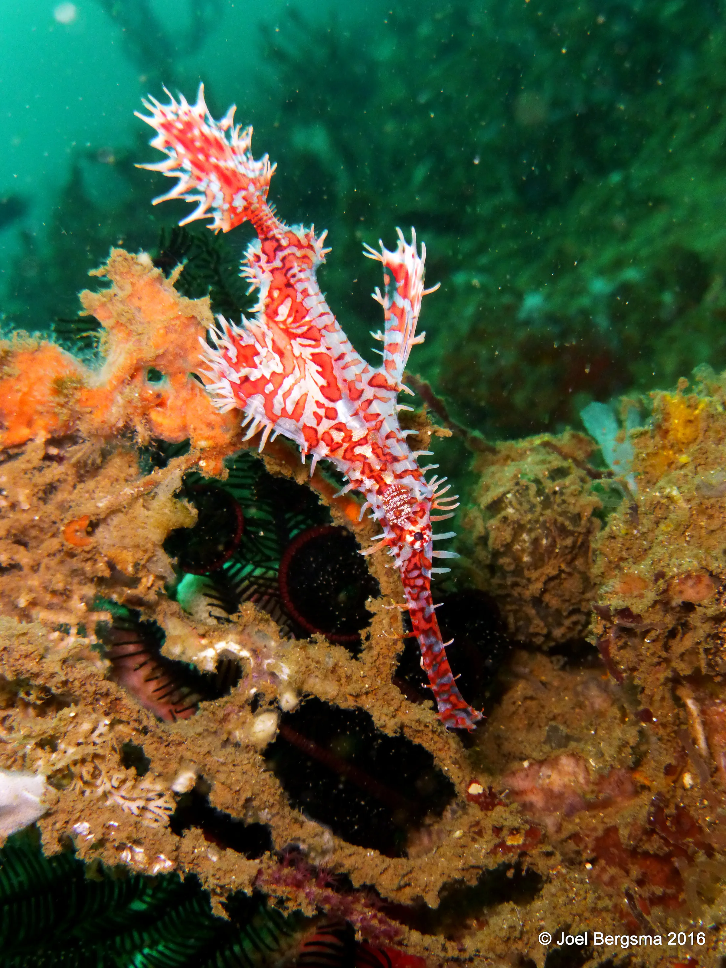 Ornate Ghost Pipefish, Komodo, 2016