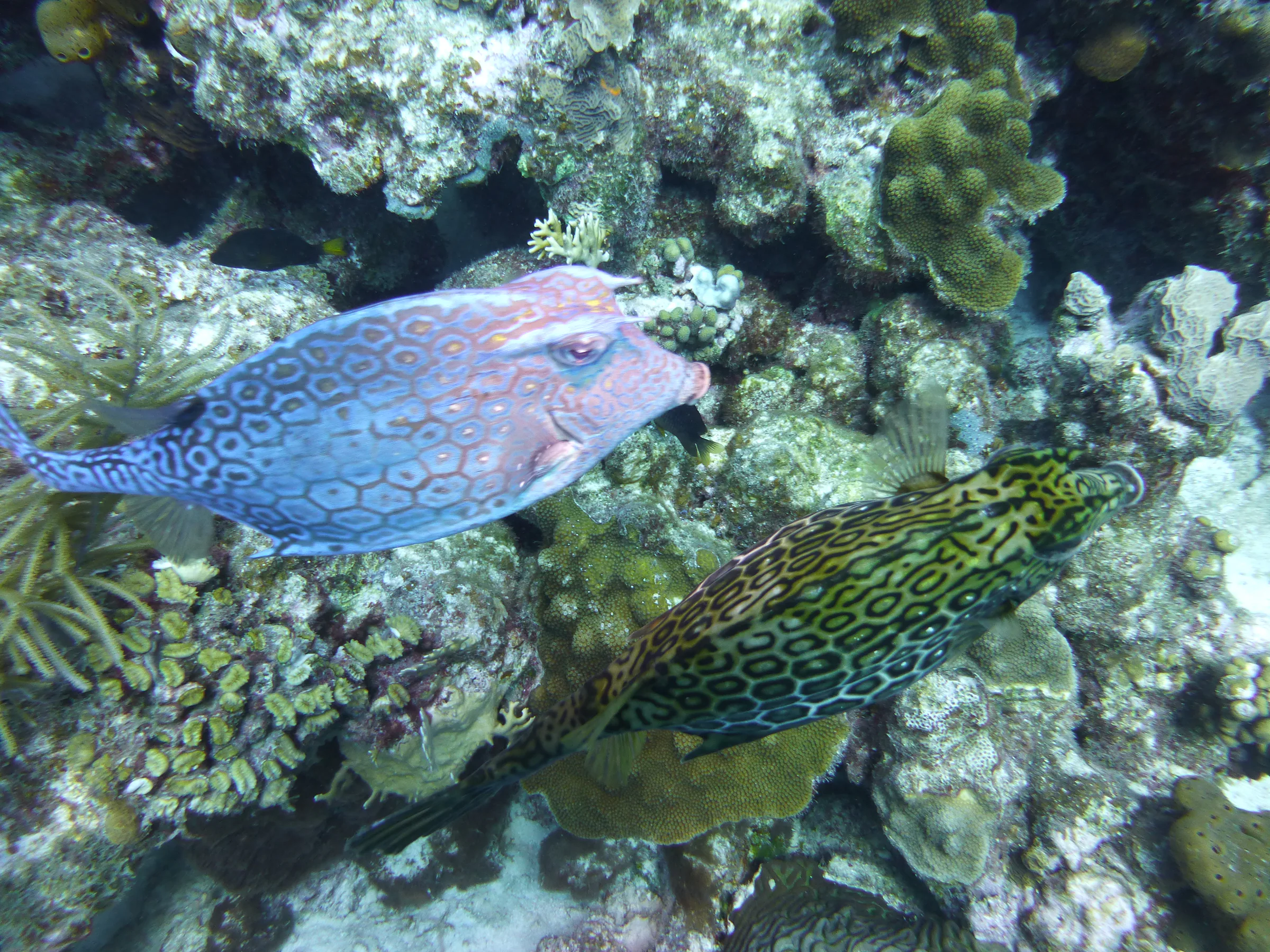 Bonaire underwater photograph, 2013