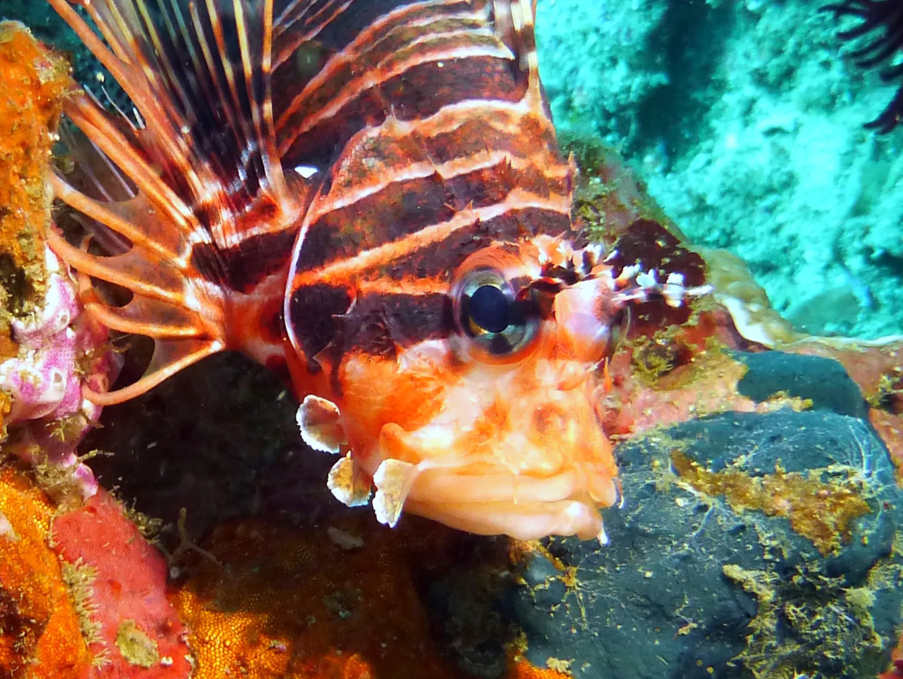 Lionfish, Philippines, 2014