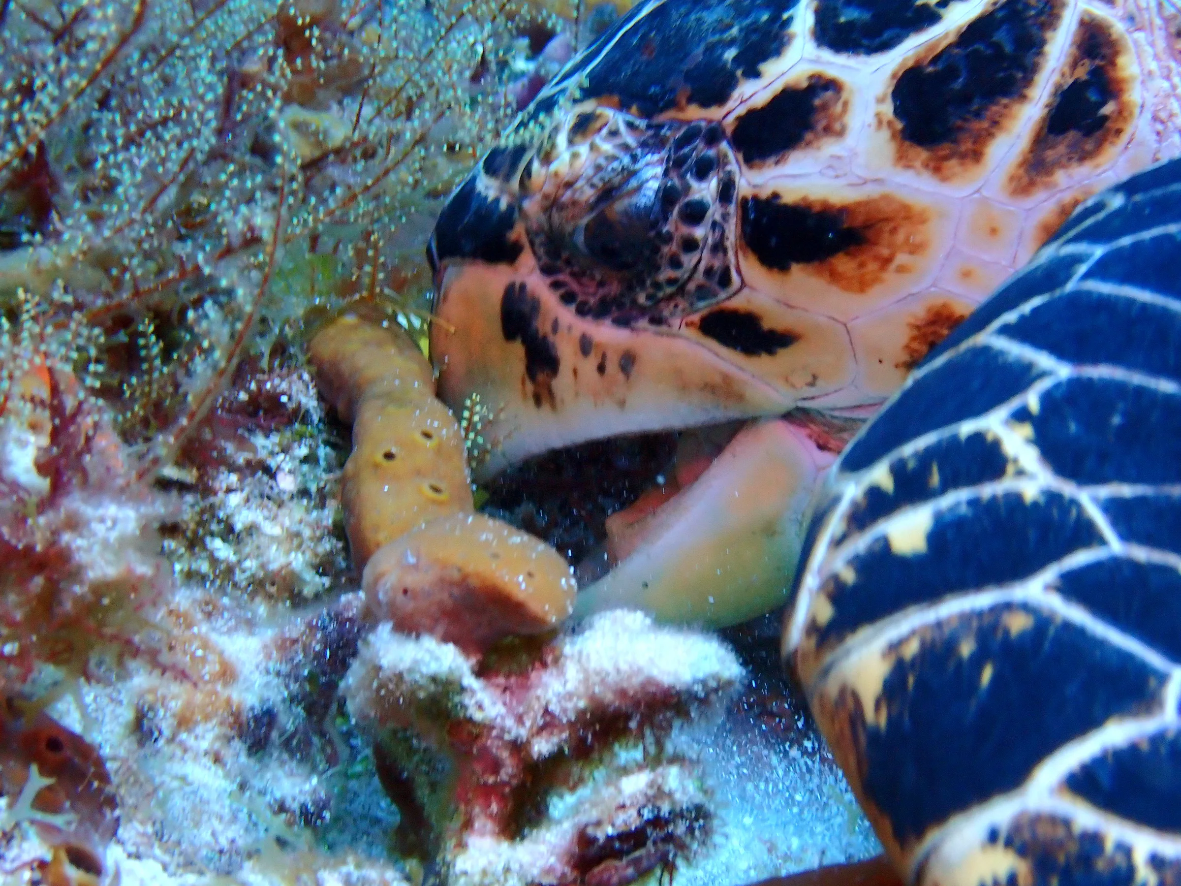 Cozumel underwater photograph, 2023