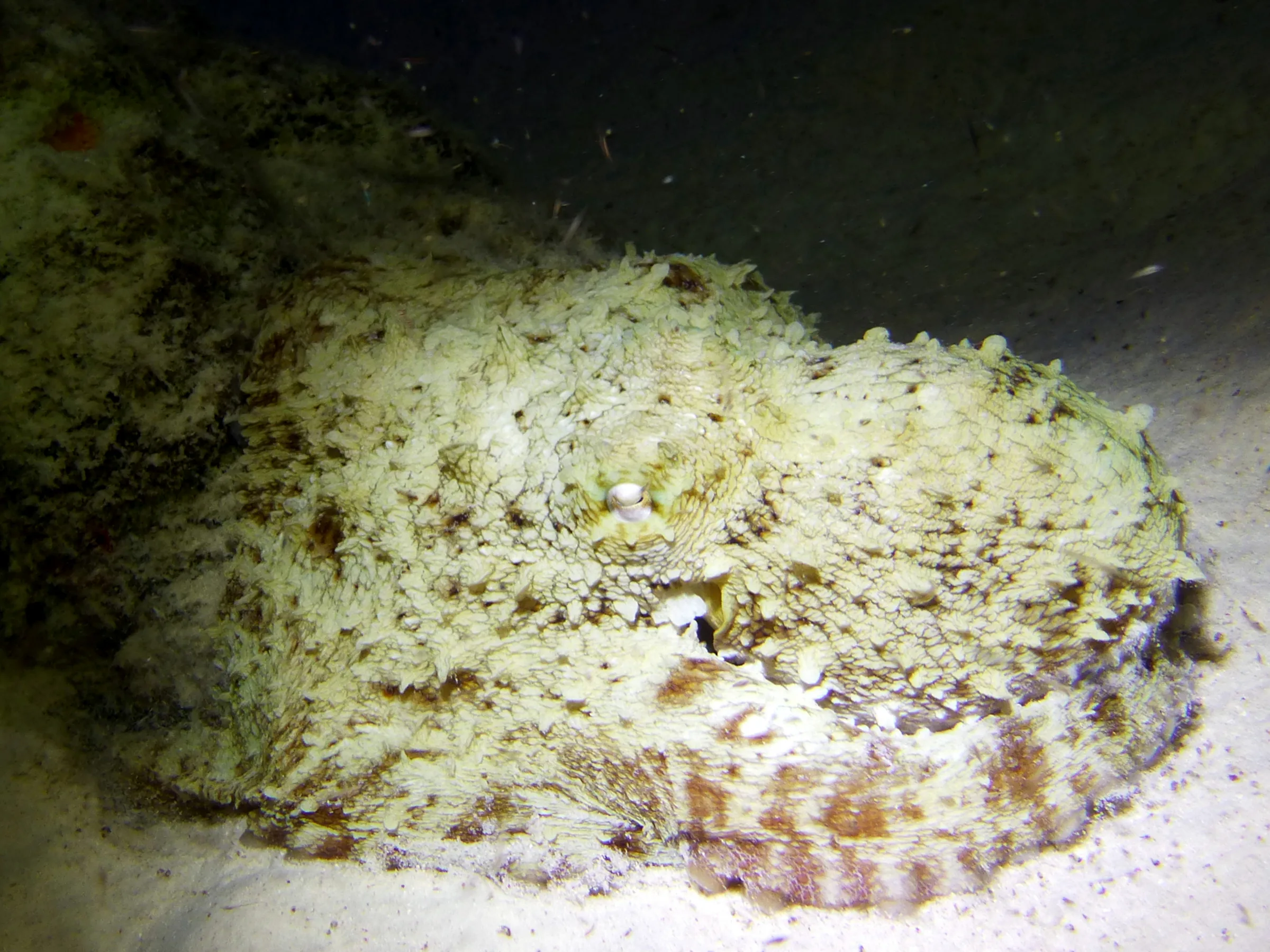 Octopus, Bonaire, 2013