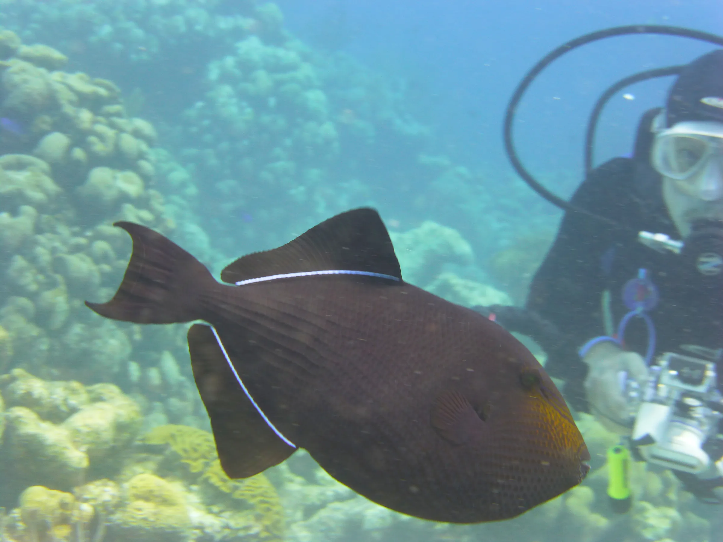Black Durgon, Bonaire, 2013