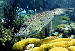 Underwater photograph by Joel Bergsma