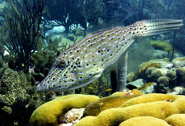 Underwater photograph by Joel Bergsma