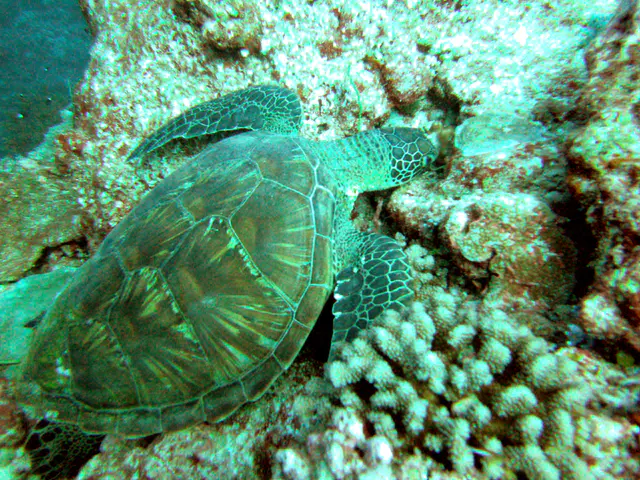 Sleeping Green Sea Turtle.