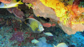 Underwater photograph by Joel Bergsma