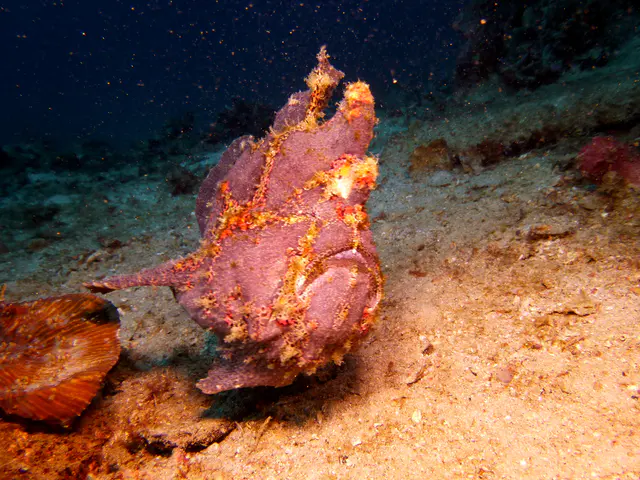 Underwater photograph by Joel Bergsma