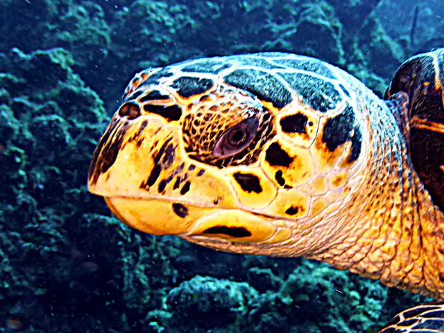 Underwater photograph by Joel Bergsma