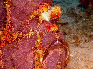 Underwater photograph by Joel Bergsma