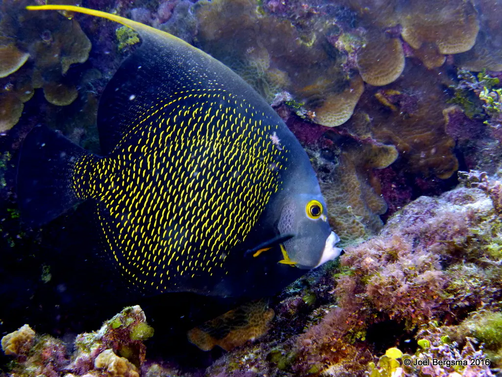 Angelfish, Cayman Islands, 2016