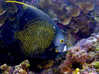 Underwater photograph by Joel Bergsma