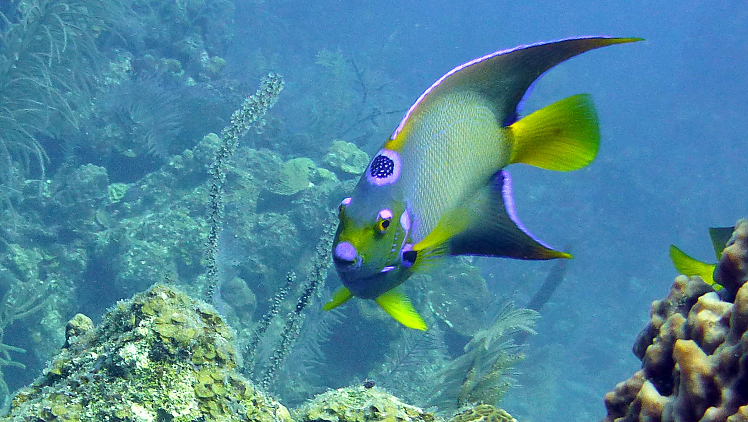 Queen Angelfish, Belize, 2017