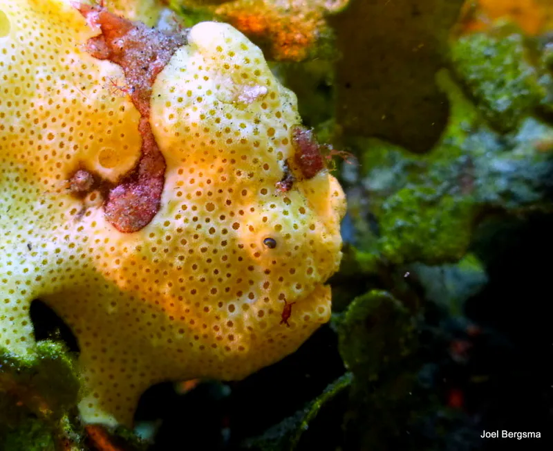 Frogfish, Philippines, 2017