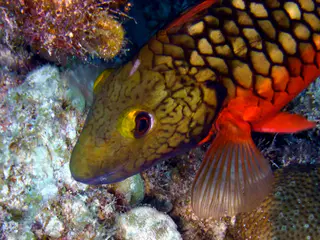 Underwater photograph by Joel Bergsma