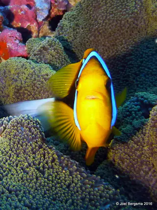 Underwater photograph by Joel Bergsma