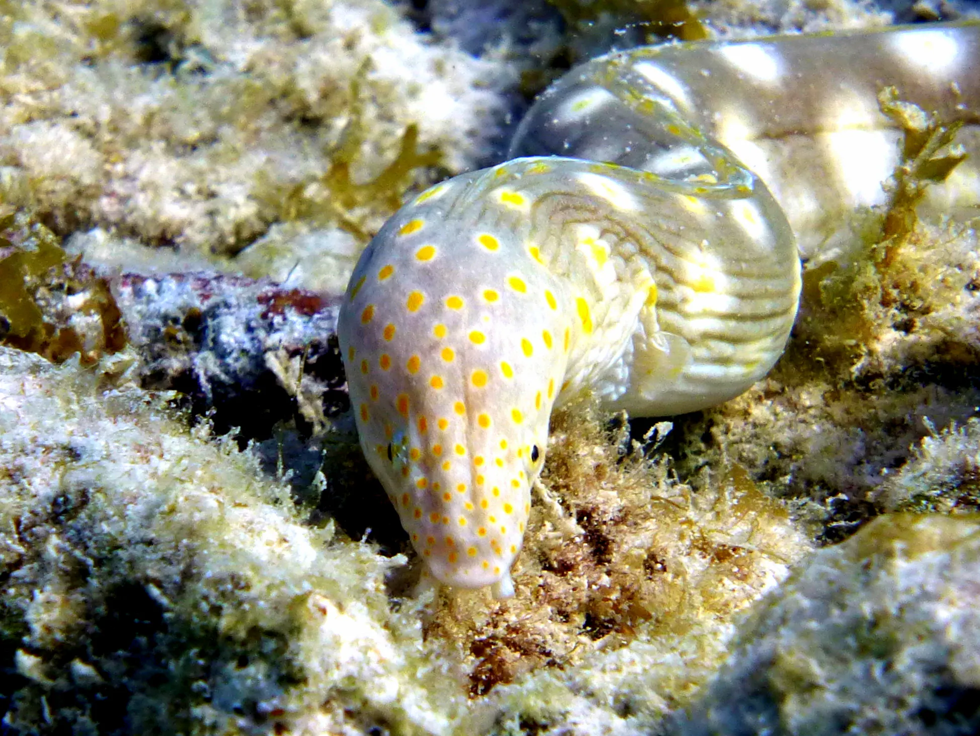 Sharptail Eel, Bonaire, 2013