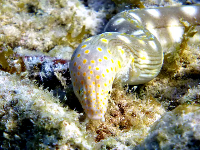 Underwater photograph by Joel Bergsma