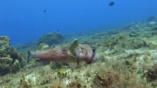 Underwater photograph by Joel Bergsma