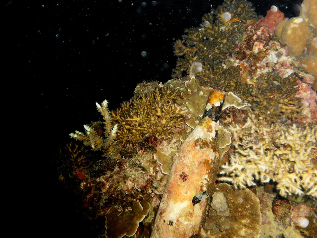 A coral encrusted sake bottle lies amid the wreckage.
