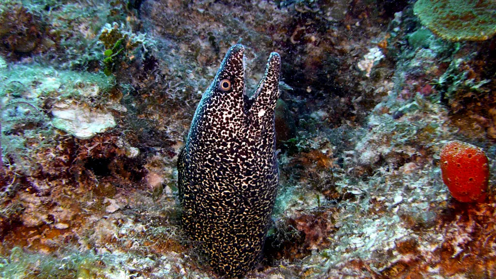 Underwater photograph by Joel Bergsma