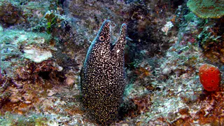 Underwater photograph by Joel Bergsma