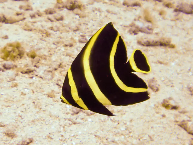 Juvenile French Angelfish