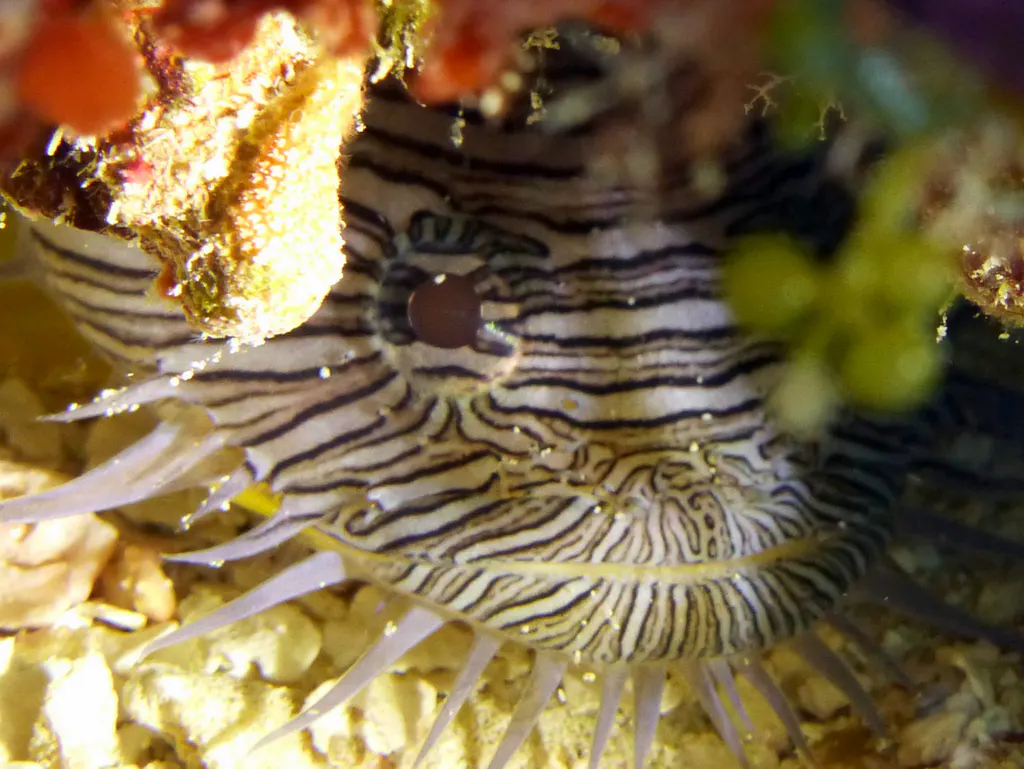 Underwater photograph by Joel Bergsma
