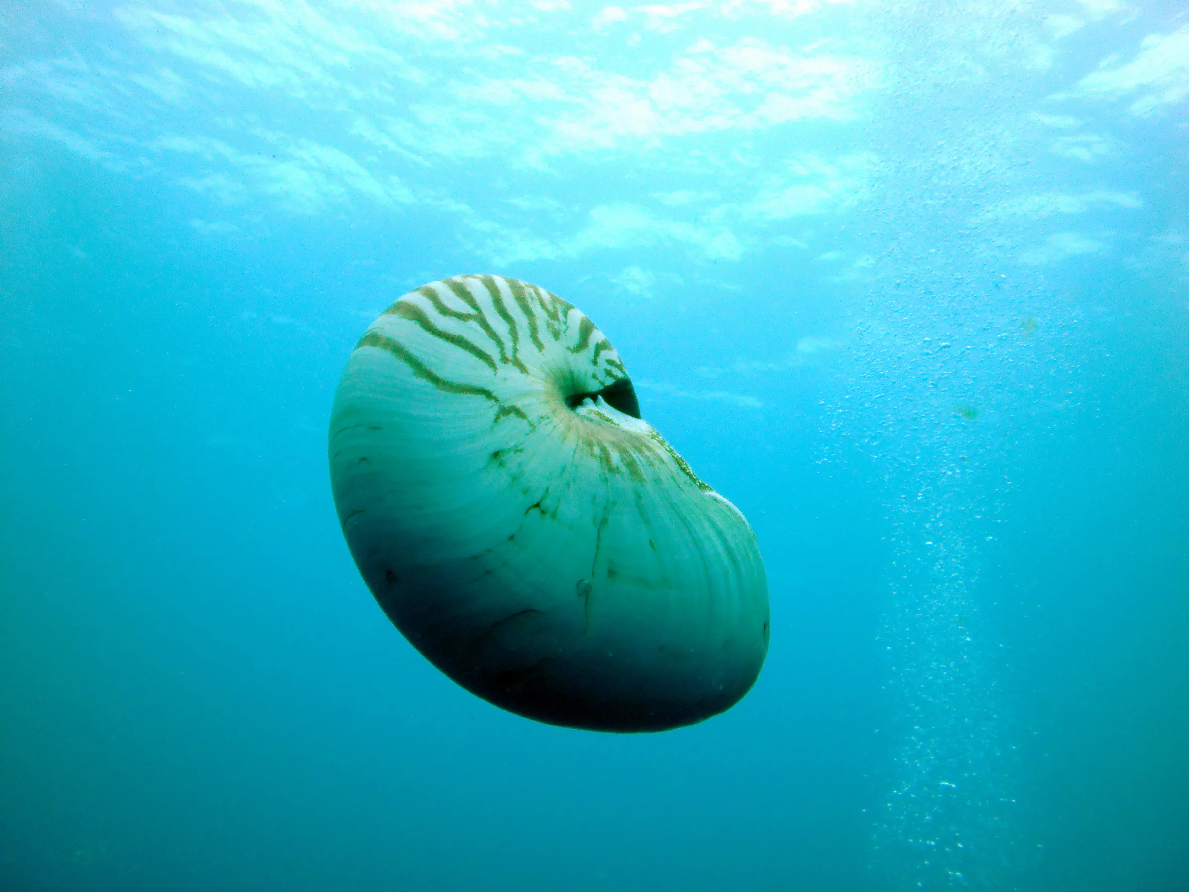 Emporer Nautilus aka Chambered Nautilus. "When seen from above, the shell is darker in color and marked with irregular stripes, which helps it blend into the dark water below. The underside (shown here) is almost completely white, making the nautilus indistinguishable from brighter waters near the surface. … The nautilus shell presents one of the finest natural examples of a logarithmic spiral.” Wikipedia. Paul Humann, et al, Reef Creature Identification (2010), page 405.