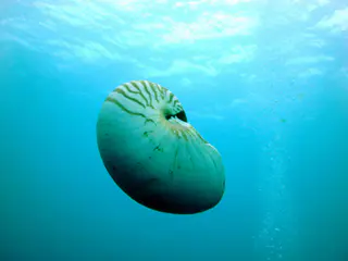 Emporer Nautilus aka Chambered Nautilus.  "When seen from above, the shell is darker in color and marked with irregular stripes, which helps it blend into the dark water below. The underside (shown here) is almost completely white, making the nautilus indistinguishable from brighter waters near the surface. … The nautilus shell presents one of the finest natural examples of a logarithmic spiral.”  Wikipedia.  Paul Humann, et al, Reef Creature Identification (2010), page 405.