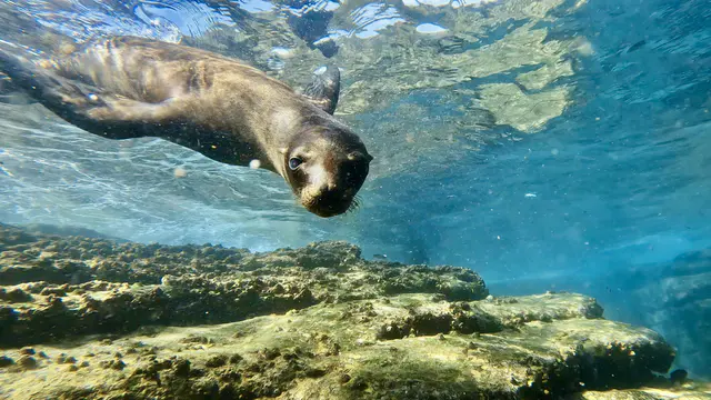 Underwater photograph by Joel Bergsma