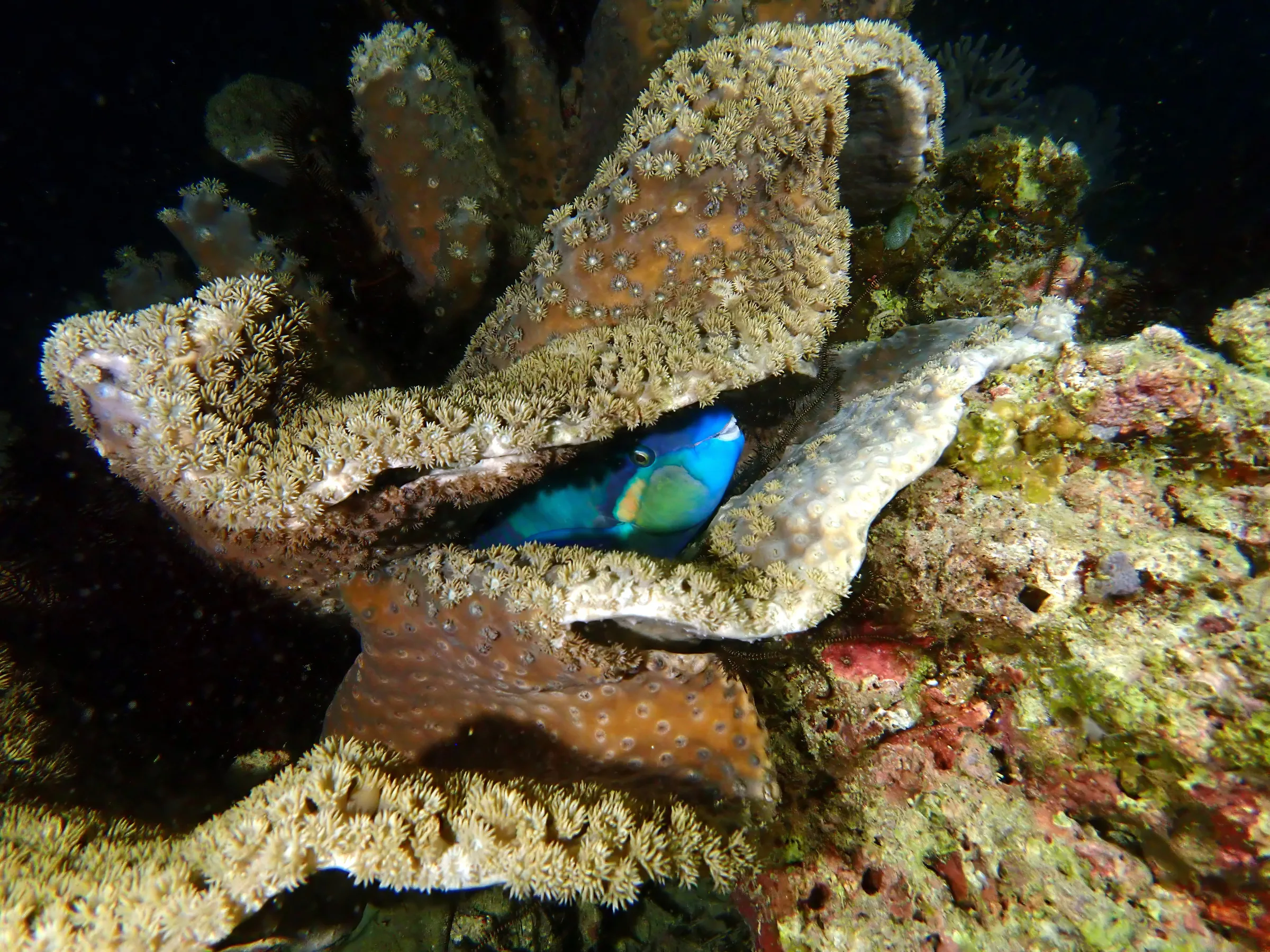 Sipadan, Mabul and Kapalai underwater photograph, 2023