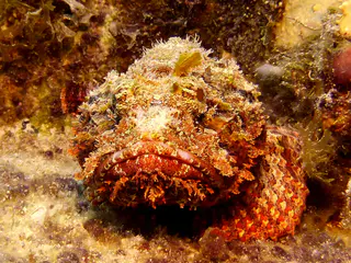 Underwater photograph by Joel Bergsma