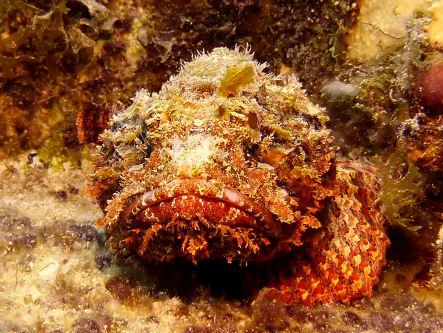 Underwater photograph by Joel Bergsma
