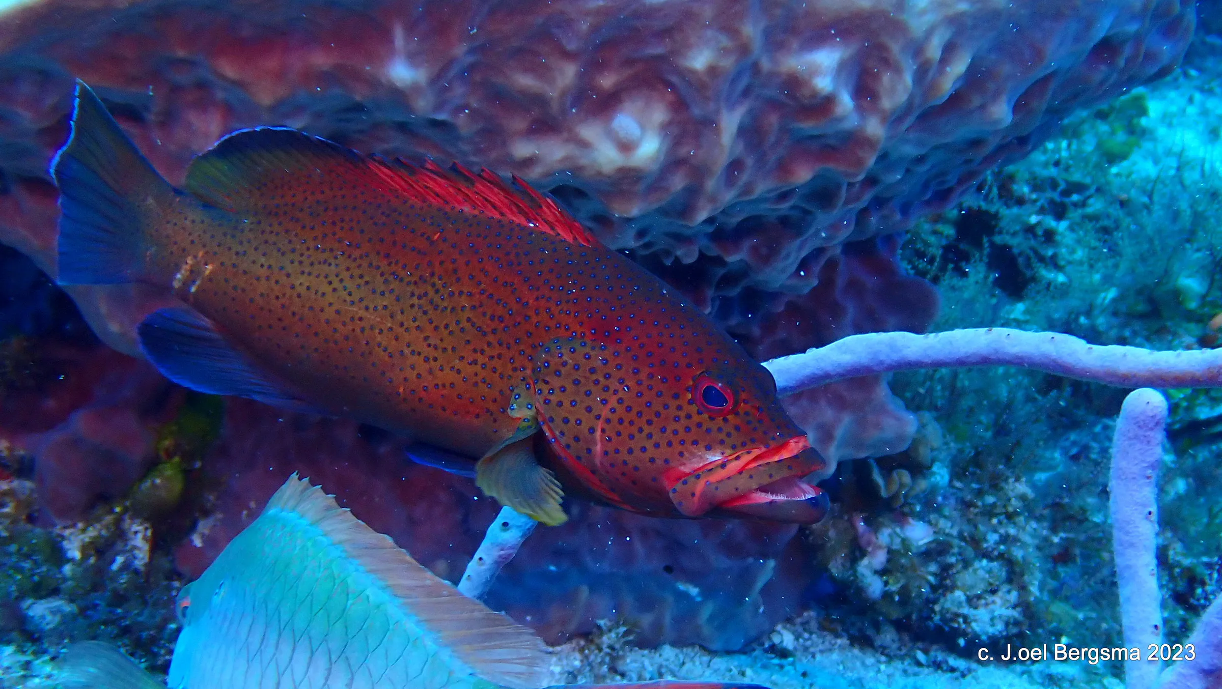 Cozumel underwater photograph, 2023