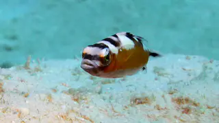 Underwater photograph by Joel Bergsma