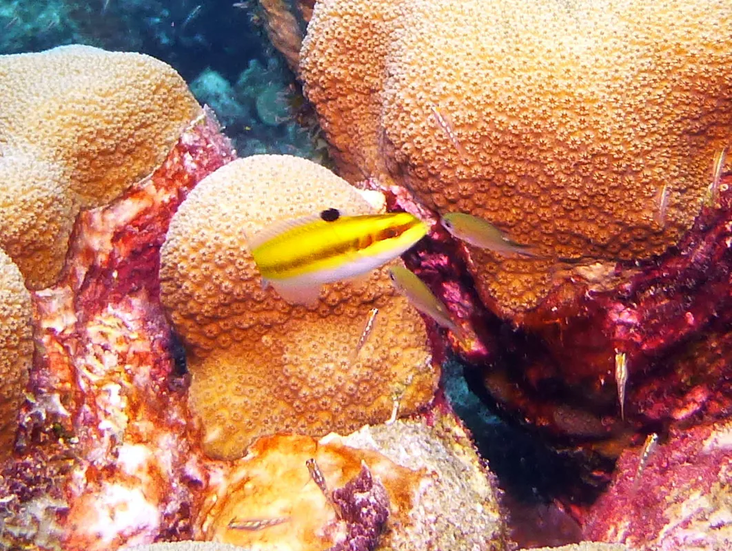 Blenny, Bonaire, 2013