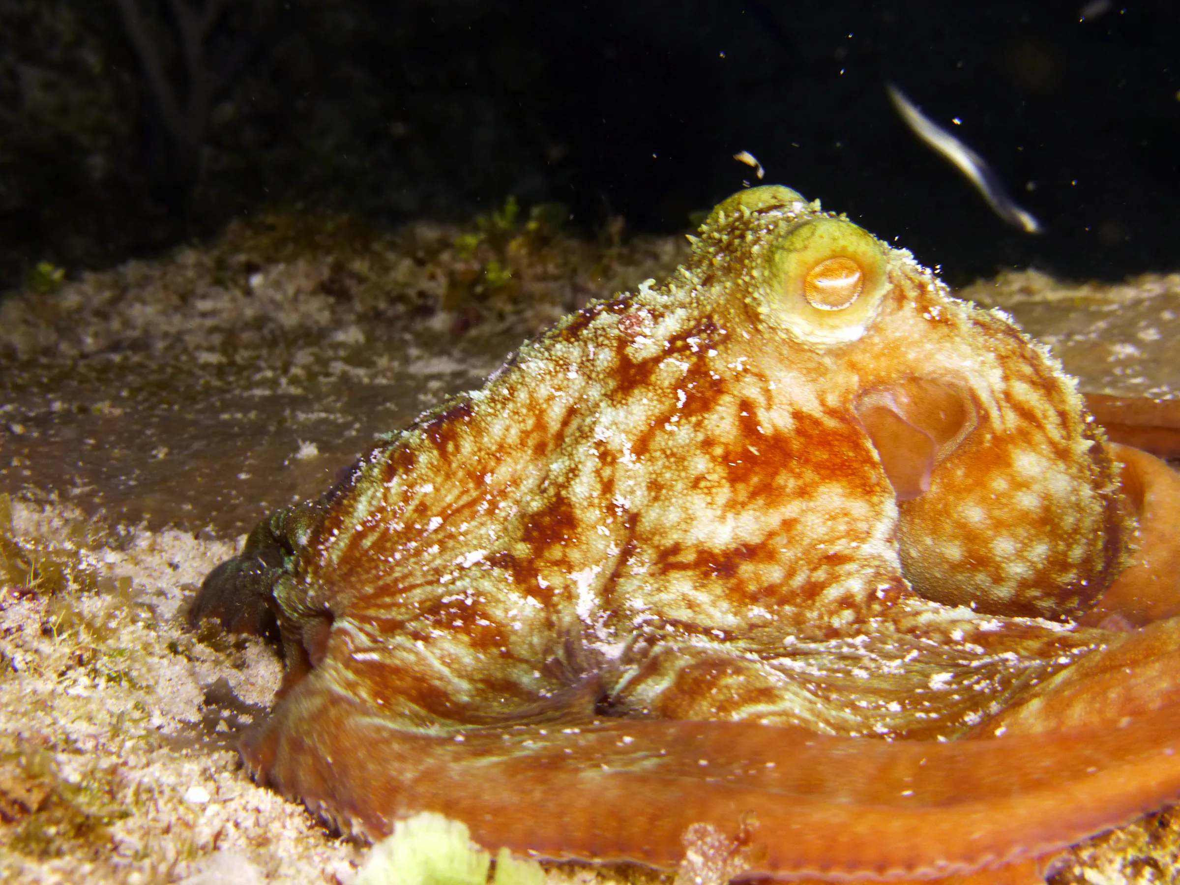 Octopus, Cozumel, 2014