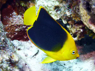Underwater photograph by Joel Bergsma