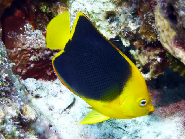 Underwater photograph by Joel Bergsma